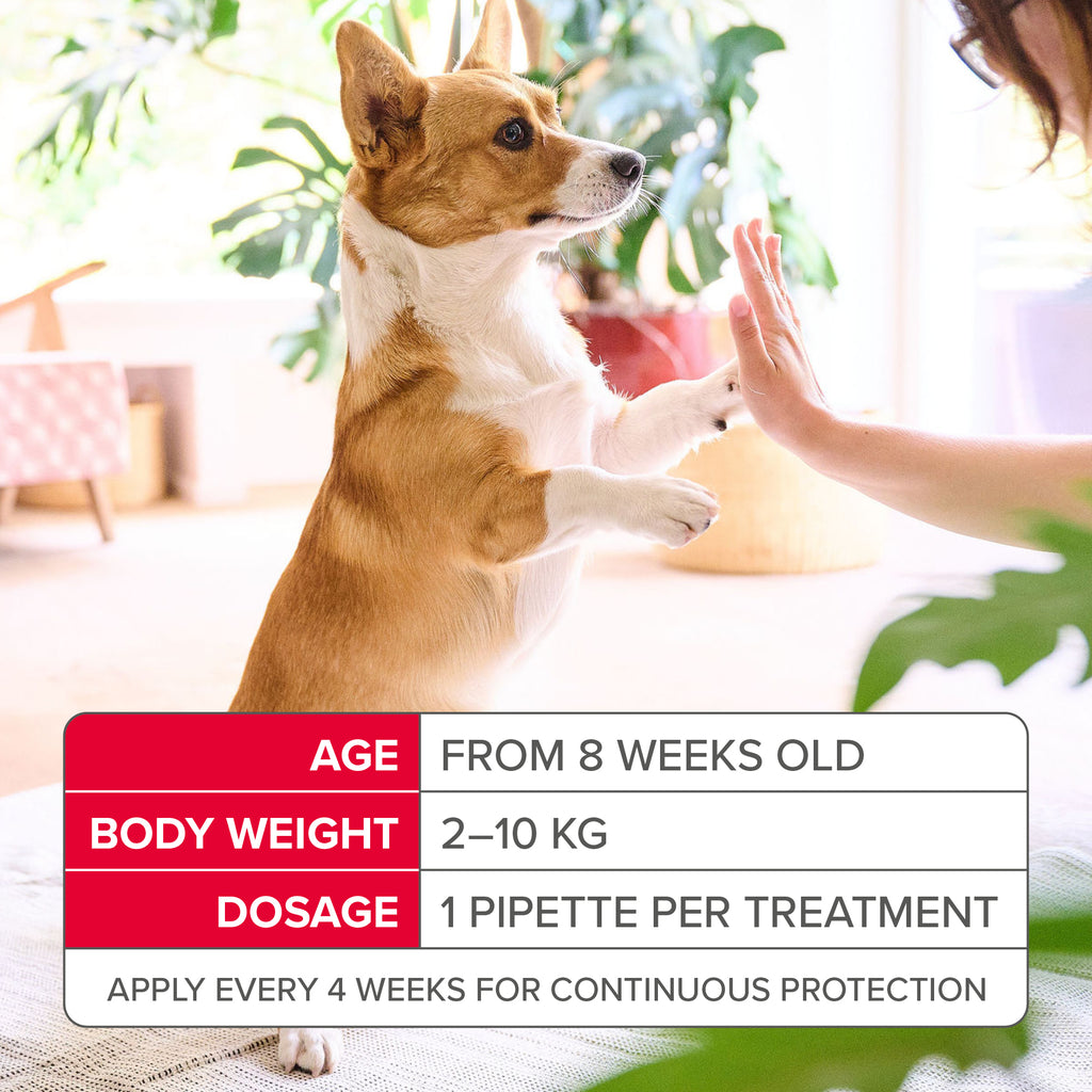 Beaphar Fiprotec Flea & Tick Treatment (2kg-10kg) Dogs